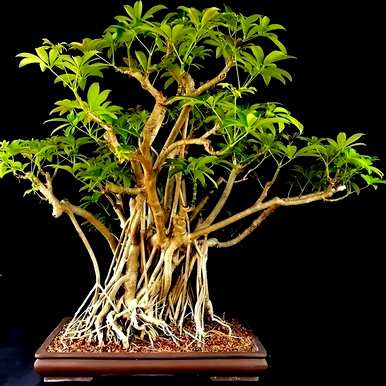 能开花的室内木本植物，室内种什么木本植物最好？