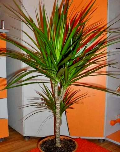 能开花的室内木本植物，室内种什么木本植物最好？