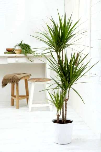 能开花的室内木本植物，室内种什么木本植物最好？