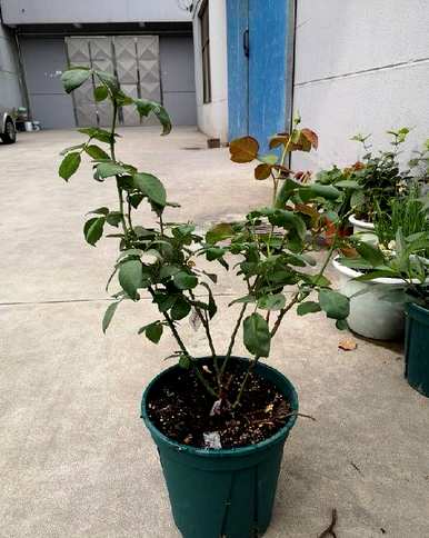 如何修剪盆栽玫瑰花？