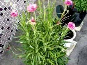 矢车菊的花语是什么意思？