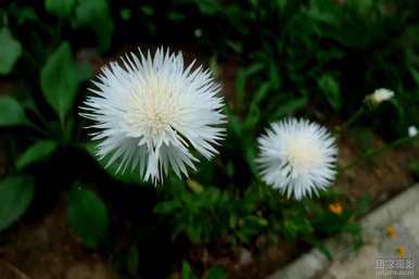 矢车菊的花语是什么意思？