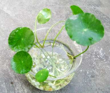 水培铜钱草怎么能长得茂盛，铜钱草怎么能养得茂盛？