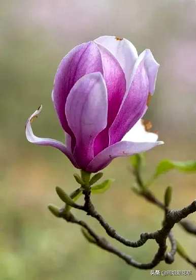 紫玉兰花什么时候开花