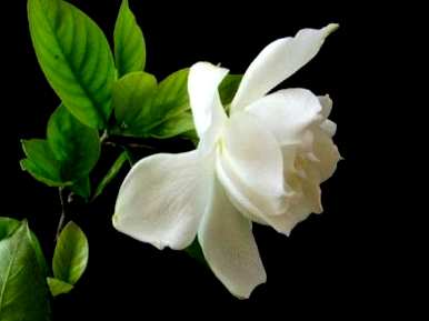 如何养栀子花，北方养栀子花