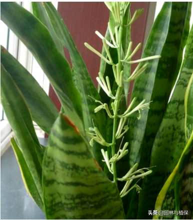 虎皮掌花能在卧室里养吗？虎皮掌怎么养？