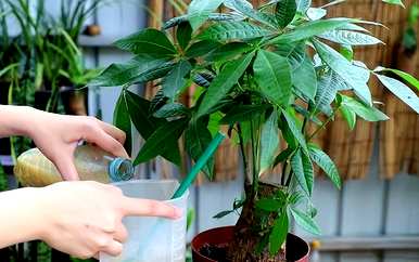 如何让富贵树枝叶茂盛，枝叶茂盛的富贵树盆景