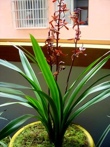 如何维护兰花，如何维护兰花弱苗