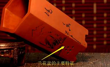 如何维护兰花，如何维护兰花弱苗