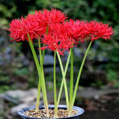 曼珠沙华花语是什么意思？曼珠沙华各种颜色的花语