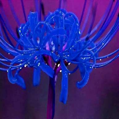 曼珠沙华花语是什么意思？曼珠沙华各种颜色的花语
