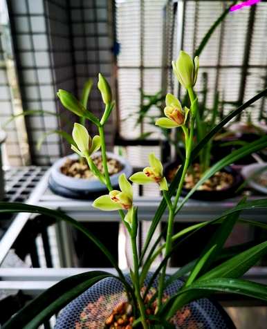 如何维护兰花，如何维护兰花弱苗
