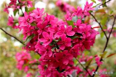 海棠花的花语和寓意是什么，海棠花的花语和寓意是什么？