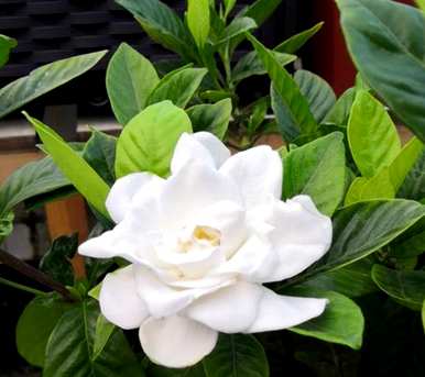 栀子花如何换盆生存，栀子花如何修剪