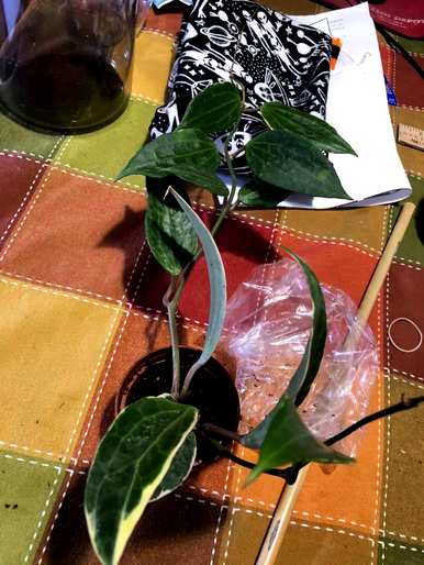 如何种植球兰花盆？