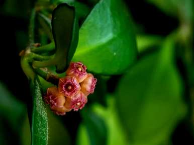 如何种植球兰花盆？