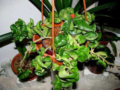 如何种植球兰花盆？