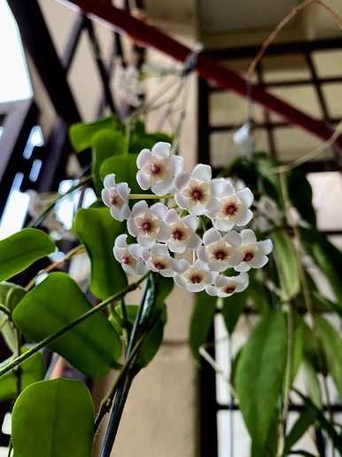 如何种植球兰花盆？