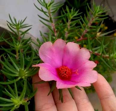 向日葵的花期是什么时候？
