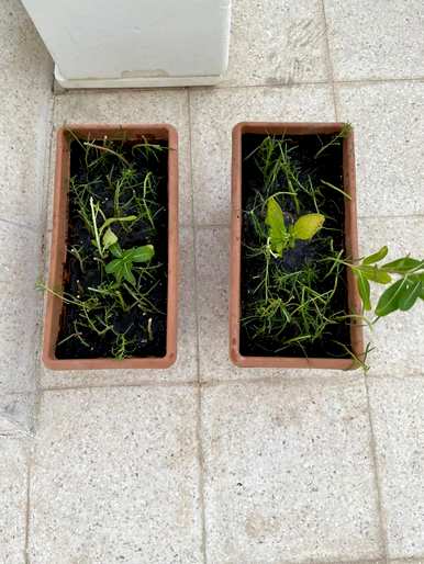向日葵的花期是什么时候？