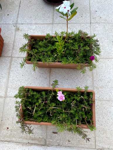 向日葵的花期是什么时候？