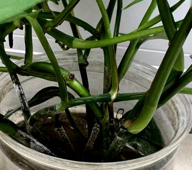 绿萝卜叶子发黄怎么补救？绿萝卜叶子发黄怎么办？