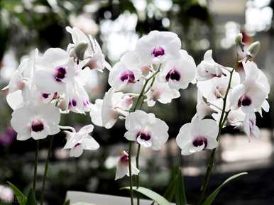 白玉兰的花语是什么，白玉兰的寓意和花语是什么？