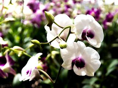 白玉兰的花语是什么，白玉兰的寓意和花语是什么？
