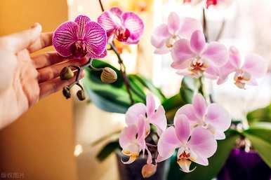 白玉兰的花语是什么，白玉兰的寓意和花语是什么？