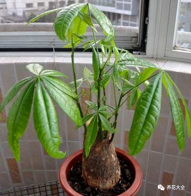 盆栽绿萝卜叶子发黄怎么办？大绿萝卜叶子发黄的解决办法