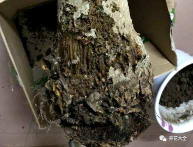 盆栽绿萝卜叶子发黄怎么办？大绿萝卜叶子发黄的解决办法