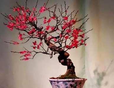 冬天有什么花，冬天有什么花时间？