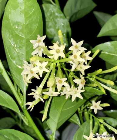深圳夜来香花期，夜来香花期是几个月