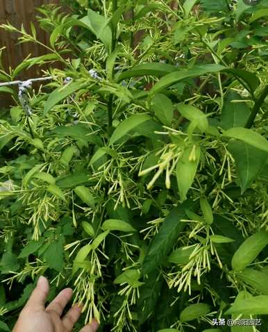 深圳夜来香花期，夜来香花期是几个月