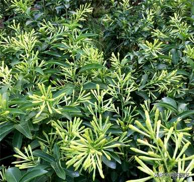 深圳夜来香花期，夜来香花期是几个月