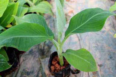 如何用香蕉生根的方法种植香蕉树？