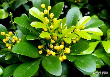 如何饲养米兰花，如何饲养白米兰花
