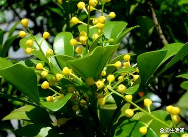 如何饲养米兰花，如何饲养白米兰花