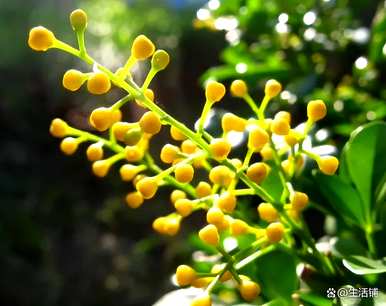如何饲养米兰花，如何饲养白米兰花