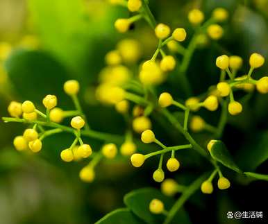 如何饲养米兰花，如何饲养白米兰花