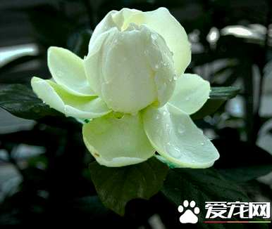 大叶牡丹栀子花期，栀子花期多久？