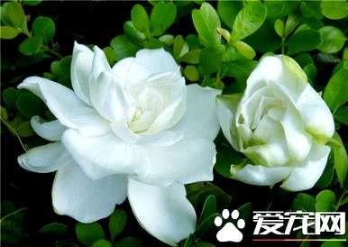 大叶牡丹栀子花期，栀子花期多久？