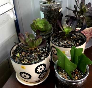 昙花如何扦插视频教程，昙花如何扦插