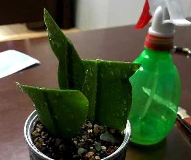 昙花如何扦插视频教程，昙花如何扦插