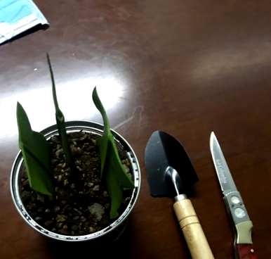 昙花如何扦插视频教程，昙花如何扦插