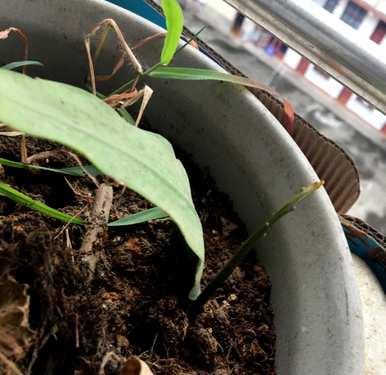 昙花如何扦插视频教程，昙花如何扦插