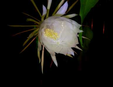 昙花如何扦插视频教程，昙花如何扦插