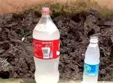 君子兰烂根生根快，君子兰怎么养生根快？