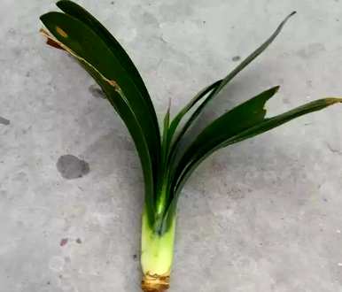 君子兰烂根生根快，君子兰怎么养生根快？