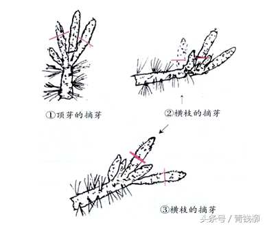 如何养白皮松盆景，如何养白皮松盆景